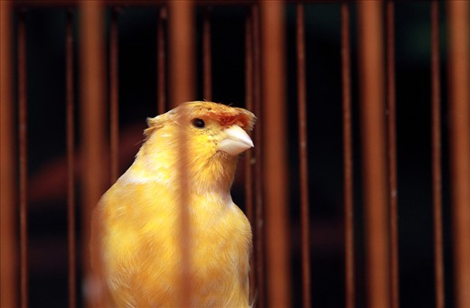 A yellow Canary in its cage at the bird market