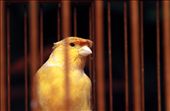 A yellow Canary in its cage at the bird market: by drewsen, Views[247]