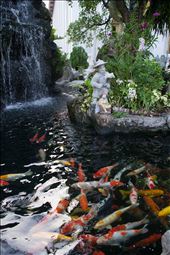 Wat Po Koi: by drewsweet, Views[273]