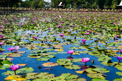lotus pond