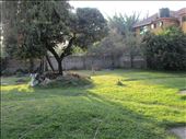 Backyard : by drfrenchie, Views[161]