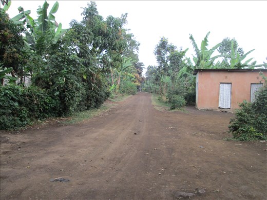 Road to the orphanage, surrounded by banana plantations