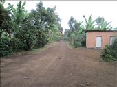 Road to the orphanage, surrounded by banana plantations: by drfrenchie, Views[255]