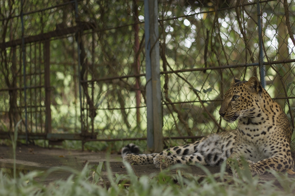 The origin of the zoological parks goes as far back to 2500 BCE. Modern zoos born as aristocrats menageries sparked human fascinations for wild animals. Today, zoos entartain and educate the public running conservation projects alongside. Unfortunately private menageries still exist. This indochinese leopard is housed in a park that as little as 18 months ago was called the “Zoo of Horrors” by a Cambodian newspaper.