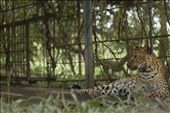 The origin of the zoological parks goes as far back to 2500 BCE. Modern zoos born as aristocrats menageries sparked human fascinations for wild animals. Today, zoos entartain and educate the public running conservation projects alongside. Unfortunately private menageries still exist. This indochinese leopard is housed in a park that as little as 18 months ago was called the “Zoo of Horrors” by a Cambodian newspaper.: by drm, Views[1717]