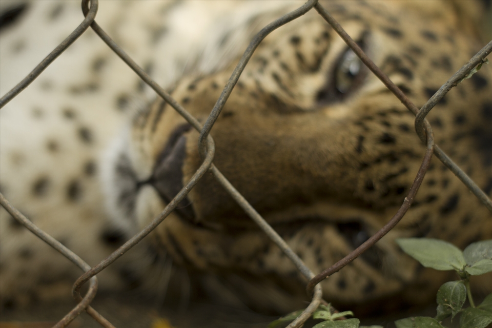 The Indochinese leopard is today considered extinct in the wild in Cambodia where is not spotted since 2007. Deforestation, illegal hunting and prey depletion have to be counted as the causes. A cage is no paradise accommodation for any animal but it may be the only place where the estimated 600 millions per year of zoo visitors will be able to see these majestic creatures.