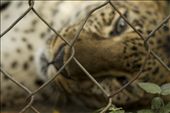 The Indochinese leopard is today considered extinct in the wild in Cambodia where is not spotted since 2007. Deforestation, illegal hunting and prey depletion have to be counted as the causes. A cage is no paradise accommodation for any animal but it may be the only place where the estimated 600 millions per year of zoo visitors will be able to see these majestic creatures.: by drm, Views[720]
