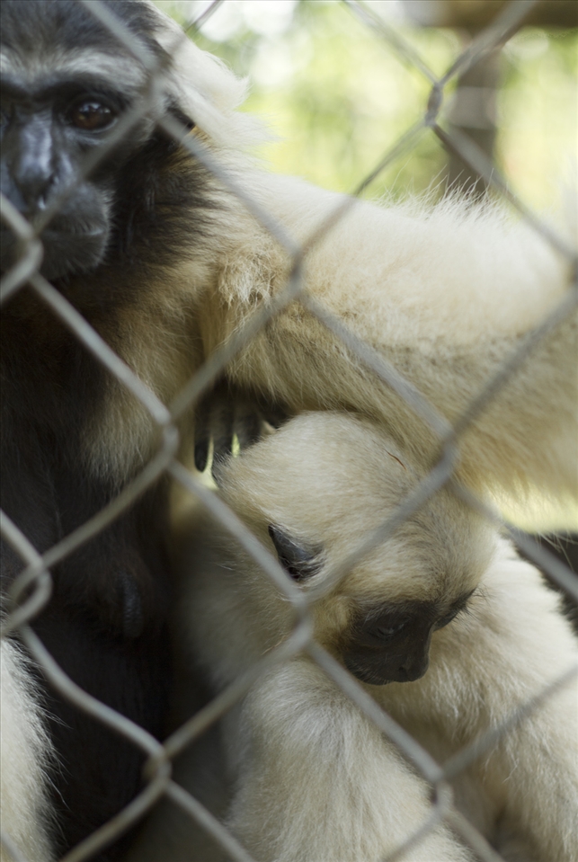 Pileated Gibbons are indigenous of South East Asia. They form monogamous couples that retains their territory through loud vocalisation known as singing. Illegally hunted as pets it is estimated that up to ten animals dies for every baby gibbon sold as such. 