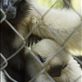 Pileated Gibbons are indigenous of South East Asia. They form monogamous couples that retains their territory through loud vocalisation known as singing. Illegally hunted as pets it is estimated that up to ten animals dies for every baby gibbon sold as such. : by drm, Views[612]