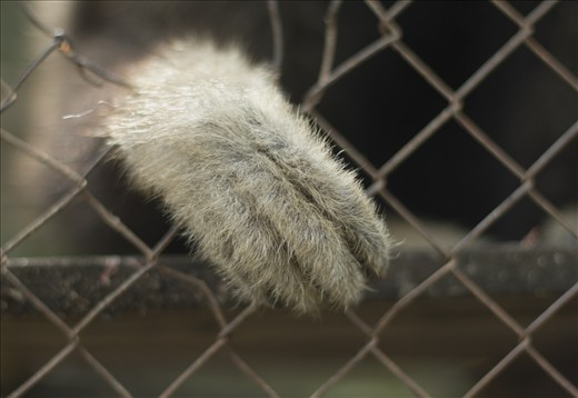 Pileated gibbons use their long arms to hang and swing from branches and through trees in South East Asia’s forrests over gaps of 9 metres. Similarly to  other species gibbons reinforce bonds between individual in the group by social grooming. Their population is nowadays estimated to 32000 individuals in the wild and at risk for extinction over large parts of their habitat range.