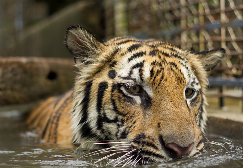 Tiger mongrel. Tigers are the largest wild cats in the world. They can reach 350kg in weigh, 6 feet in length and run at speed of 35 mph. Their territory ranges from about 10 to 30 square miles.  Zoos can be valuable assets for species survival and conservation but this is a delicate subject that cannot be easily discussed nor dismissed. However, in the modern world are private menageries acceptable? 