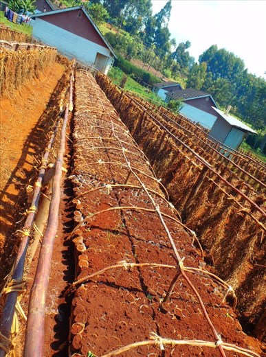 Mt. Kenya, host crop field 