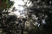 The Gardens of Versailles: an awesome afternoon in their serene splendor.: by dsdasilva, Views[352]