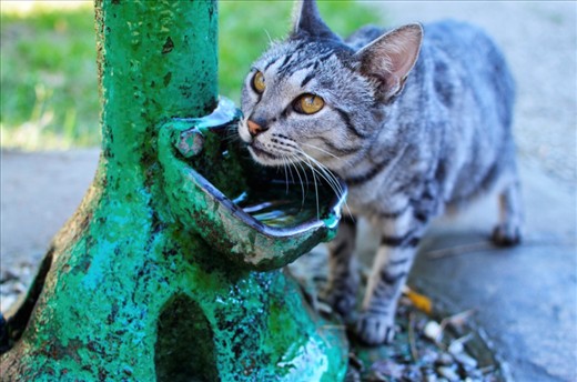 Little fella cutting in line for a sip of water