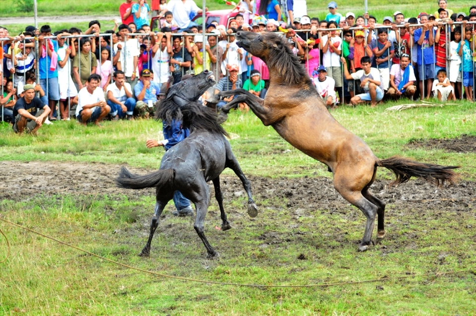 Horse Fight in Tanjay City , Negros Oriental is an annual tradition during the City's Fiesta celebration, even if it is declared as illegal in the Philippines because it is against animal rights residence of this City is still entertained by horse fight.
