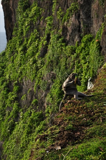 this is a picture of a monkey who rob some tourist snacks,and run to the edge of the cliff,make himself save and enjoy with his dinner.