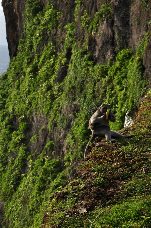 this is a picture of a monkey who rob some tourist snacks,and run to the edge of the cliff,make himself save and enjoy with his dinner.