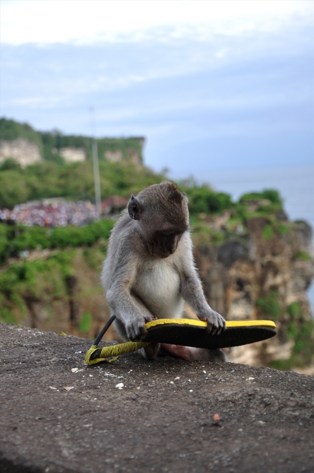 this little monkey is playing his 