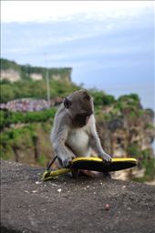 this little monkey is playing his 