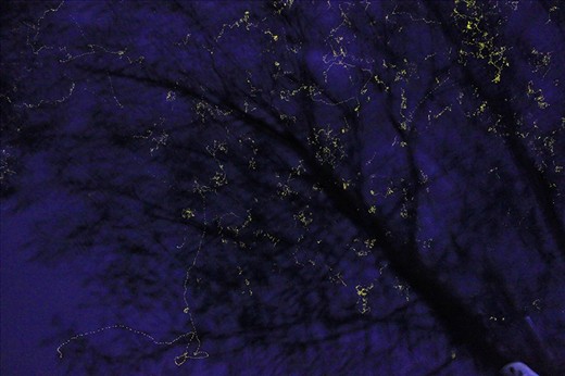 A magical thousands of fireflies surrounding a tree, looks like a series light Christmas decor. Under this tree is a tribal house were we took some rest. 