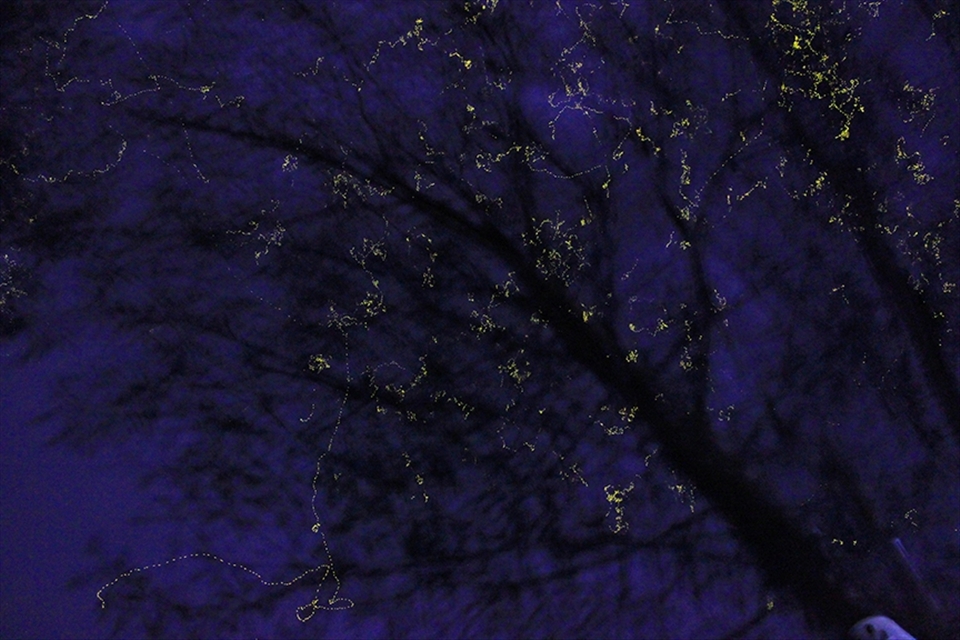 A magical thousands of fireflies surrounding a tree, looks like a series light Christmas decor. Under this tree is a tribal house were we took some rest. 