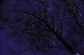 A magical thousands of fireflies surrounding a tree, looks like a series light Christmas decor. Under this tree is a tribal house were we took some rest. : by earlryanj, Views[1311]