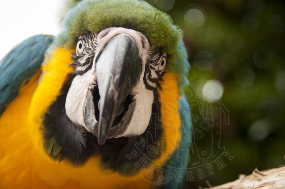 And who doesn't love a picture of a parrot, whatever breed, the amazing vibrant color's are a photographers dream, and while you photograph you can spend ages trying to get them to talk to you!  
