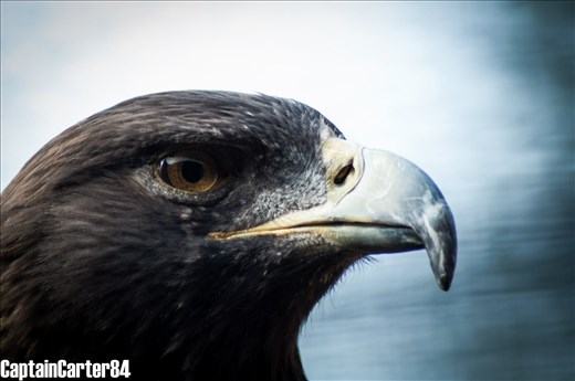 The one thing I love about the UK is the diversity of birds, especially the fact we can accommodate such a variety of Birds of Prey, I especially enjoy getting up into the mountains and isles of Scotland, searching out shots of Golden Eagles and white tailed eagles (which can only be described as a bird the size of a door flying through the sky)