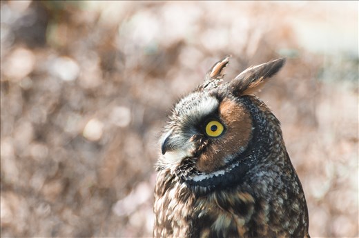 Now I haven't spent much time photographing owls, I'm not sure why as they are amazing creatures, hypnotizing you with their eyes. I think for a photographer that it has a similar feel as to looking down your lens, the thought of