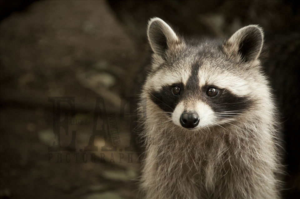 Raccoons have always fascinated me, after travelling BC, Canada and constantly being reminded that they are considered a nuisance, Every time I see one in the UK I feel compelled to watch them for hours!