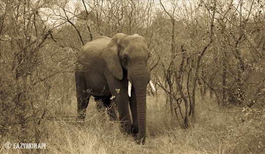 I'm from the Elephant tribe, So these elephant  spoke to me and I shed some tears, captured it and left