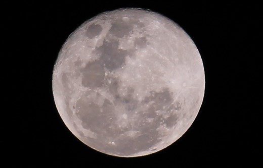 Night light for nocturnal species