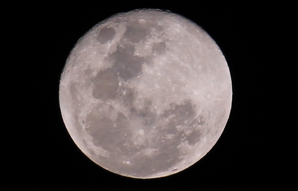 Night light for nocturnal species