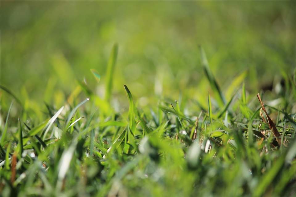 Grass is growth of life