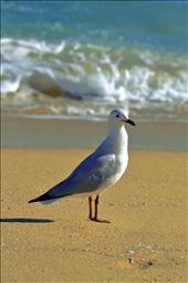 Lunch buddy: by eddieh, Views[314]