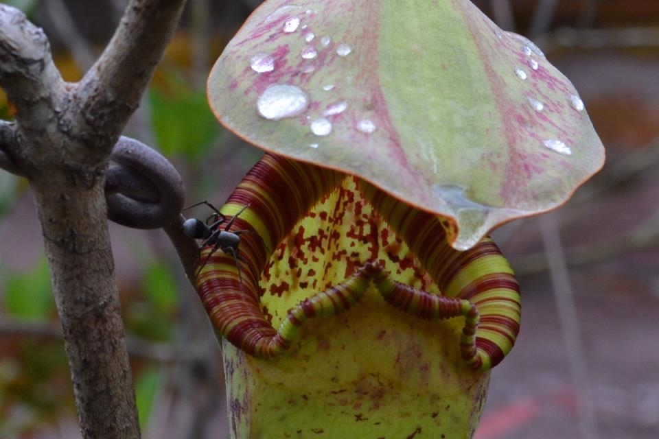 Spider mimicking a mutualistic ant on a Raffles' pitcher-plant