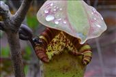 Spider mimicking a mutualistic ant on a Raffles' pitcher-plant: by edenludekens, Views[408]