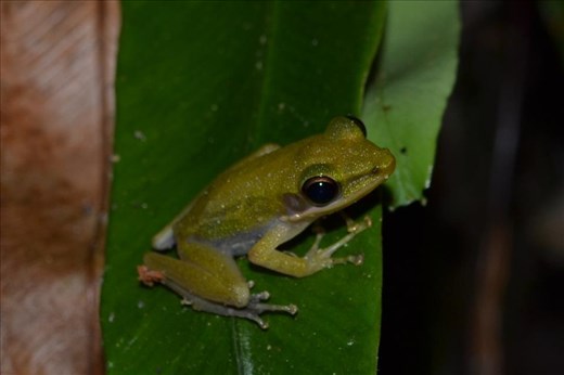 Copper-cheeked frog