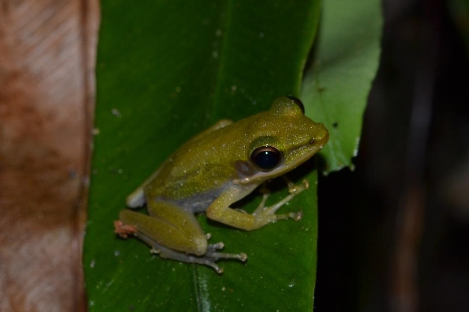 Copper-cheeked frog
