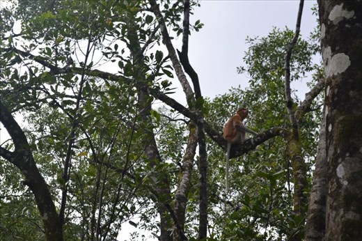 Proboscis monkey
