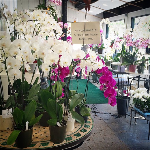 Orchids at the Marche aux Fleurs