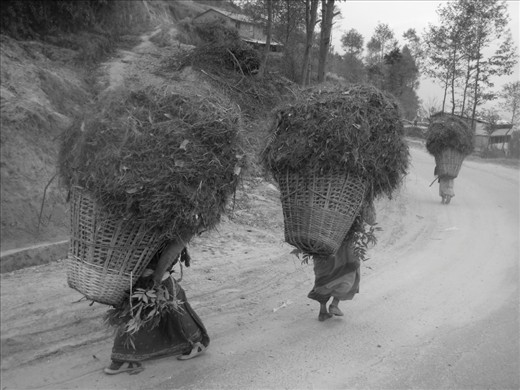 As life in frenetic Kathmandu stops and starts, things move on as usual in the slow paced surrounding hills. Here labouring women, towering loads atop tiny legs, trudge upwards into the mist.