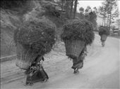 As life in frenetic Kathmandu stops and starts, things move on as usual in the slow paced surrounding hills. Here labouring women, towering loads atop tiny legs, trudge upwards into the mist.: by edubya, Views[323]
