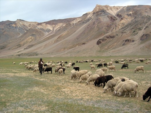 A local shepherd herding his sheep on the grassy plains along the highway