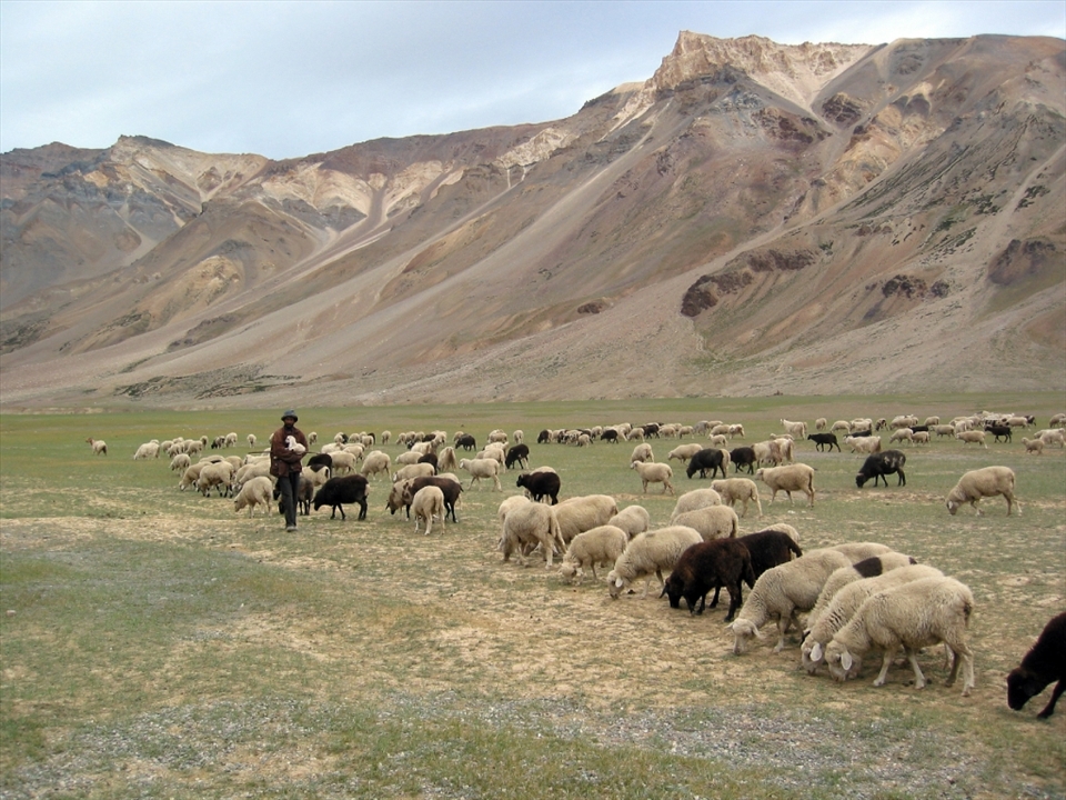 A local shepherd herding his sheep on the grassy plains along the highway