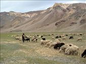 A local shepherd herding his sheep on the grassy plains along the highway: by edwin, Views[541]