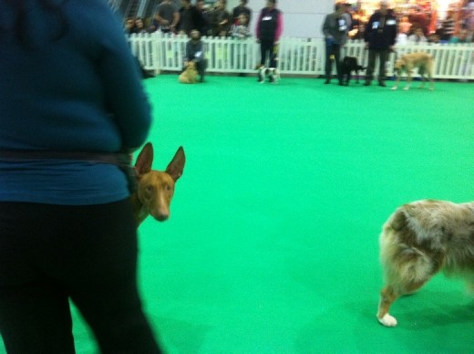 A Pharoah hound peeks out with bored curiosity while waiting for the announcement of the winner in a dog fair competition.