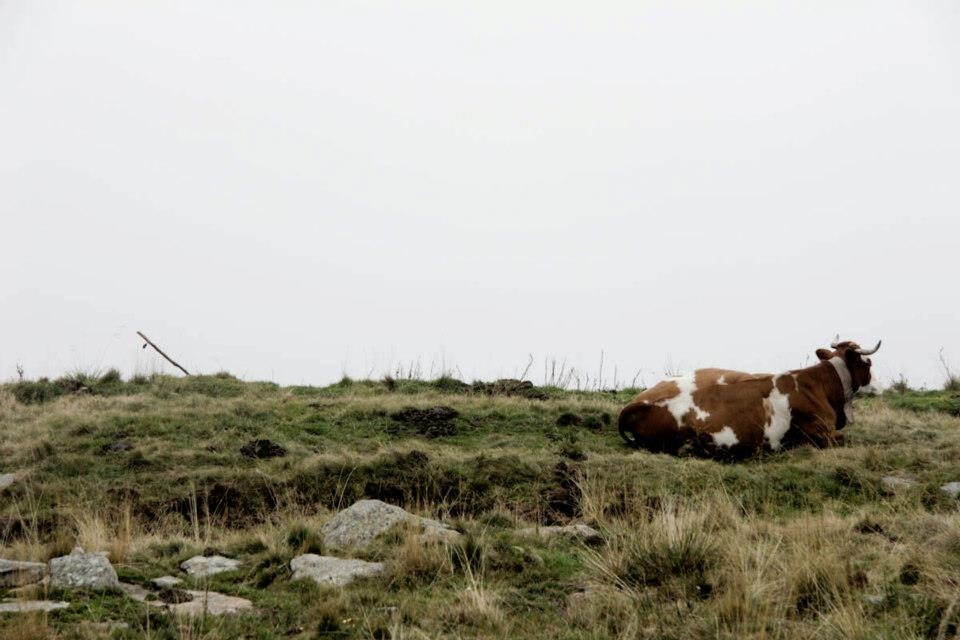 Feeling Perfection of Creation