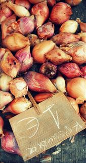Onions at the local market: by eilirhaf, Views[325]