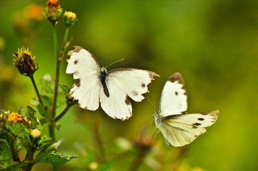 Our group, with 2 jeeps, has around 15 people in each vehicle. When the other one was stuck somewhere going to our jump-off point, it was when I saw some butterflies nearby and captured them first while the others ate their lunch.